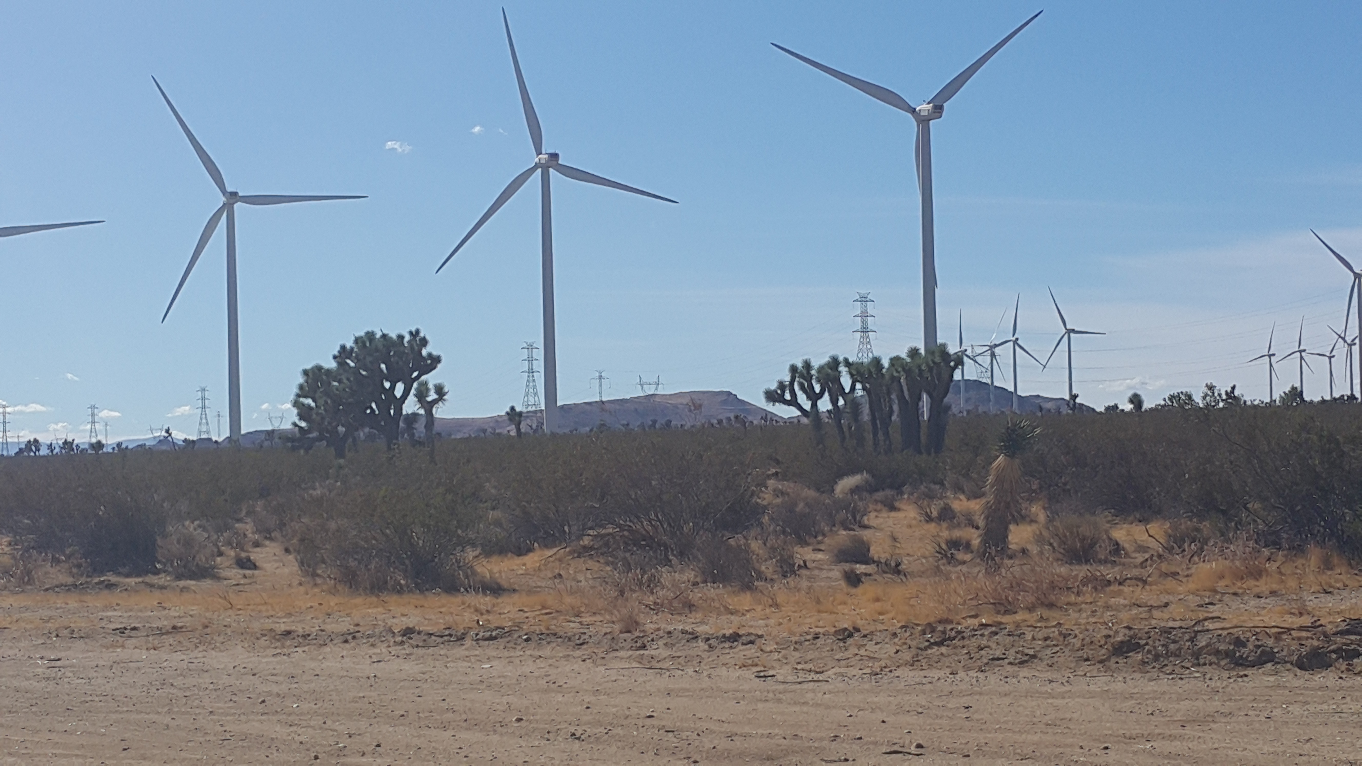 Wind farm with Joshua trees